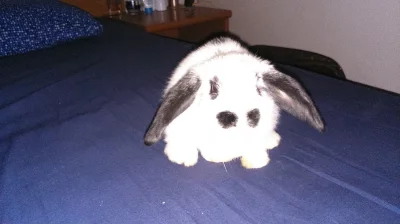 Prodám králíčka beránka 500,-